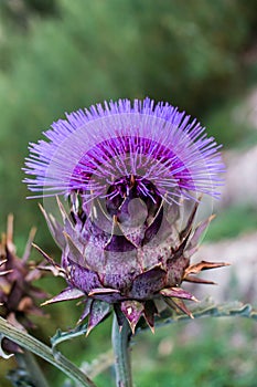 Cardoon, Cynara cardunculus, flower over green background