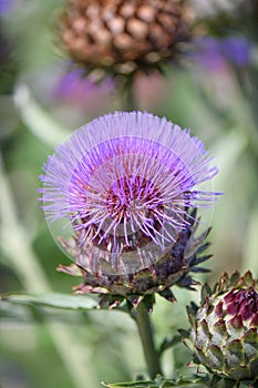 Cardoon Cynara cardunculus Gigante d`Ingegnoli, close-up of flower