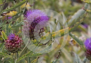 Cardoon (Cynara cardunculus) plant with flower and bud photo