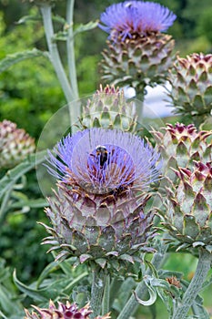 Cardoon Cynara cardunculus, purple flowers