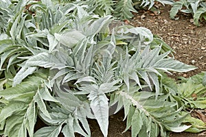 Cardoon at early spring