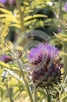 Cardoon plant Cynara cardunculus. Artichoke thistle selective