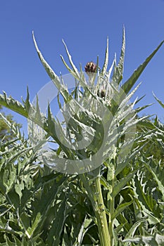 Cardoon plant