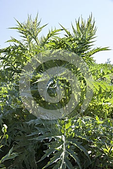 Cardoon plant