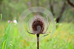 Cardoon thistle (Dipsacus fullonum).