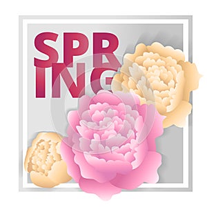 Cards with flowers. Peonies on a background of square frames. Vector isolated object on spring illustration