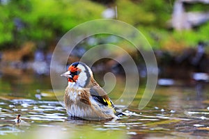 Carduelis bathing in forest lake