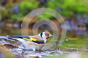 Carduelis bathing in puddles forest