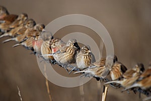 Carduelis cannabina photo