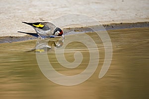 Carduelis carduelis - El jilguero europeo o cardelina es un ave paseriforme perteneciente a la familia de los pinzones photo