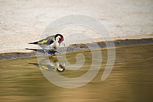 Carduelis carduelis - El jilguero europeo o cardelina es un ave paseriforme perteneciente a la familia de los pinzones photo