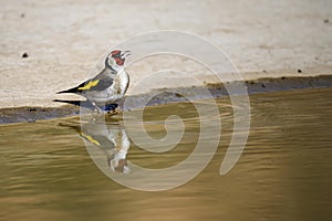 Carduelis carduelis - El jilguero europeo o cardelina es un ave paseriforme perteneciente a la familia de los pinzones photo