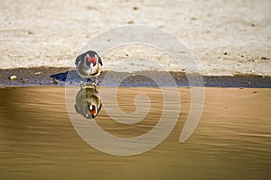 Carduelis carduelis - El jilguero europeo o cardelina es un ave paseriforme perteneciente a la familia de los pinzones photo