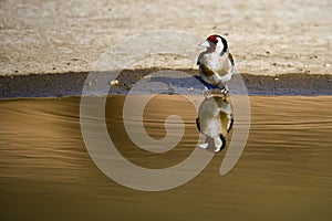 Carduelis carduelis - El jilguero europeo o cardelina es un ave paseriforme perteneciente a la familia de los pinzones photo