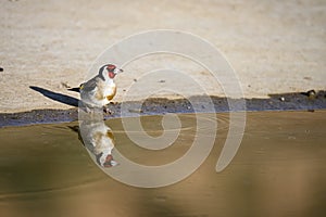 Carduelis carduelis - El jilguero europeo o cardelina es un ave paseriforme perteneciente a la familia de los pinzones photo