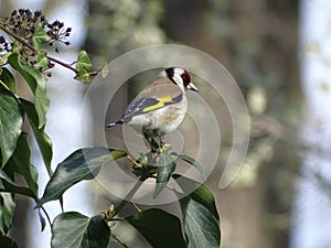 Carduelis carduelis - European goldfinch