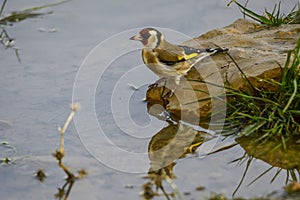 Carduelis carduelis - The European goldfinch is a passerine bird belonging to the finch family.