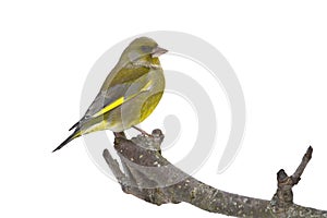 Carduelis chloris, european greenfinch standing on a branch, Vosges, France