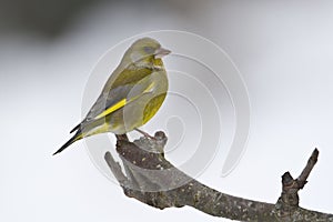 Carduelis chloris, european greenfinch standing on a branch, Vosges, France