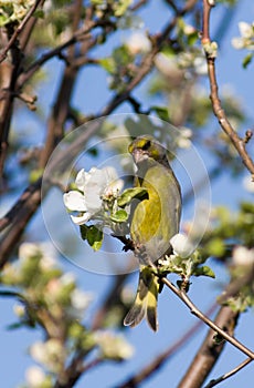 Carduelis chloris, Greenfinch