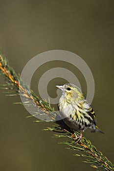 Carduelis spinus, eurasian siskin on a fir tree branch, Vosges, France