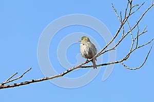 Carduelis spinus. A female Eurasian Siskin sits on a branch