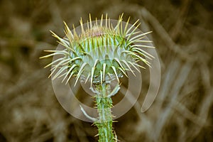 Carduus acanthoides flower