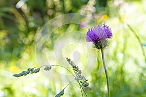 Carduus acanthoides violet flower