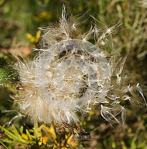 Carduus crispus in the fall