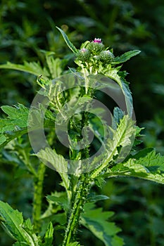 Carduus crispus among flowering plants in the aster family, Asteraceae, and the tribe Cynareae