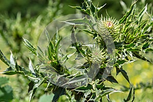 Carduus crispus among flowering plants in the aster family, Asteraceae, and the tribe Cynareae