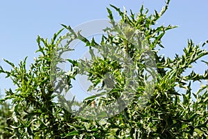 Carduus crispus among flowering plants in the aster family, Asteraceae, and the tribe Cynareae