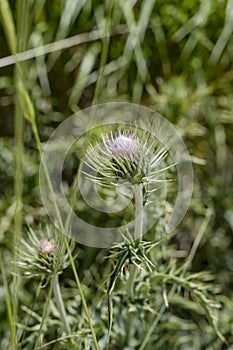 Carduus defloratus flowers at Terminillo mountain range, Italy