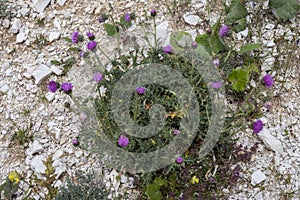 Carduus defloratus growing wild in the Dolomites