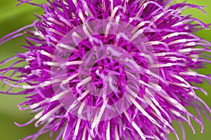 Carduus defloratus thistle purple flower