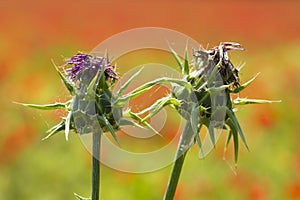 Carduus flower buds on poppy field