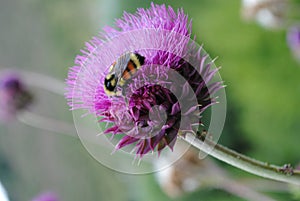 Carduus - flowering thistle with a bee