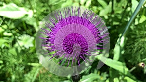 Carduus is a genus of flowering plants in the aster family, Asteraceae, and the tribe Cynareae