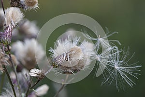 Carduus L, plant growing in nature , close up