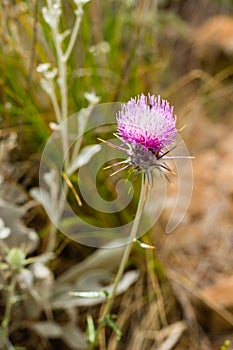 Carduus plant flower