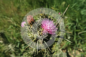 Carduus tenuiflorus Italian Thistle flower petals color