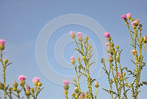 Carduus in the wild nature. Bloom in nature Carduus acanthoides