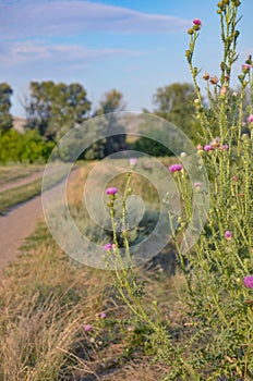 Carduus in the wild nature. Blooming near the road Carduus acanthoides