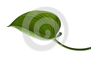 Cardwell lily leaf, Green circular leaves isolated on white background, with clipping path photo