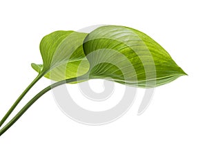 Cardwell lily leaf, Green circular leaves isolated on white background, with clipping path photo