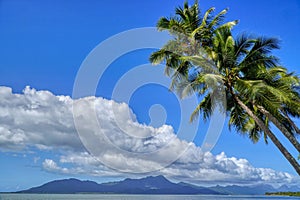 Cardwell in North Queensland Australia Coconut trees on the foreshore photo