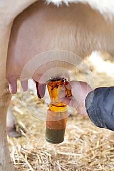 Care of cow`s udder with iodine photo