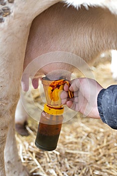 Care of cow`s udder with iodine photo