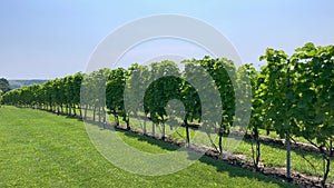 Care and cultivation of grape plantations