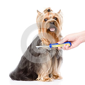 Care for dog hair. isolated on white background